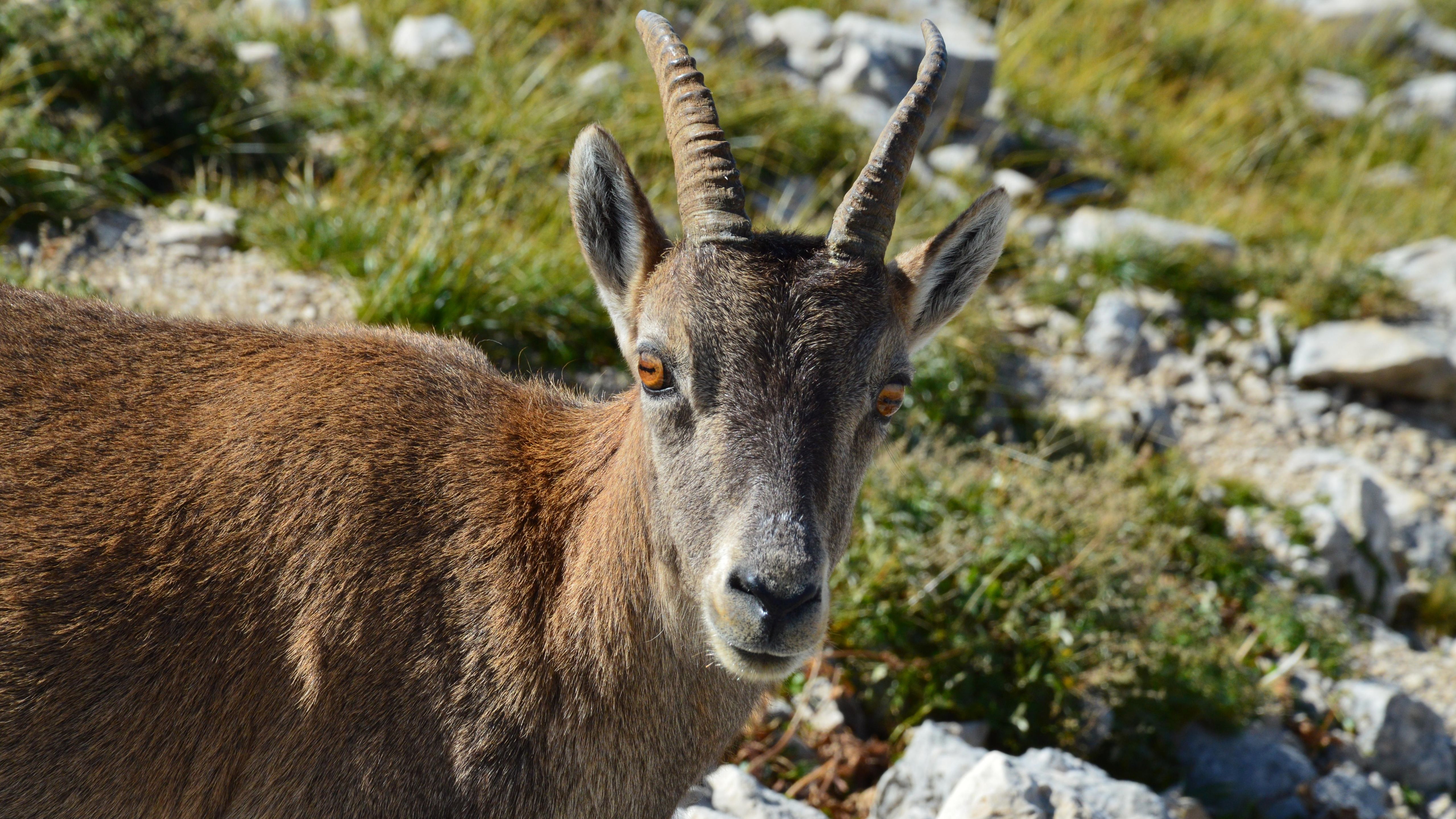 pexels-photo-28656289 Tous les animaux en B, des plus connus aux plus surprenants