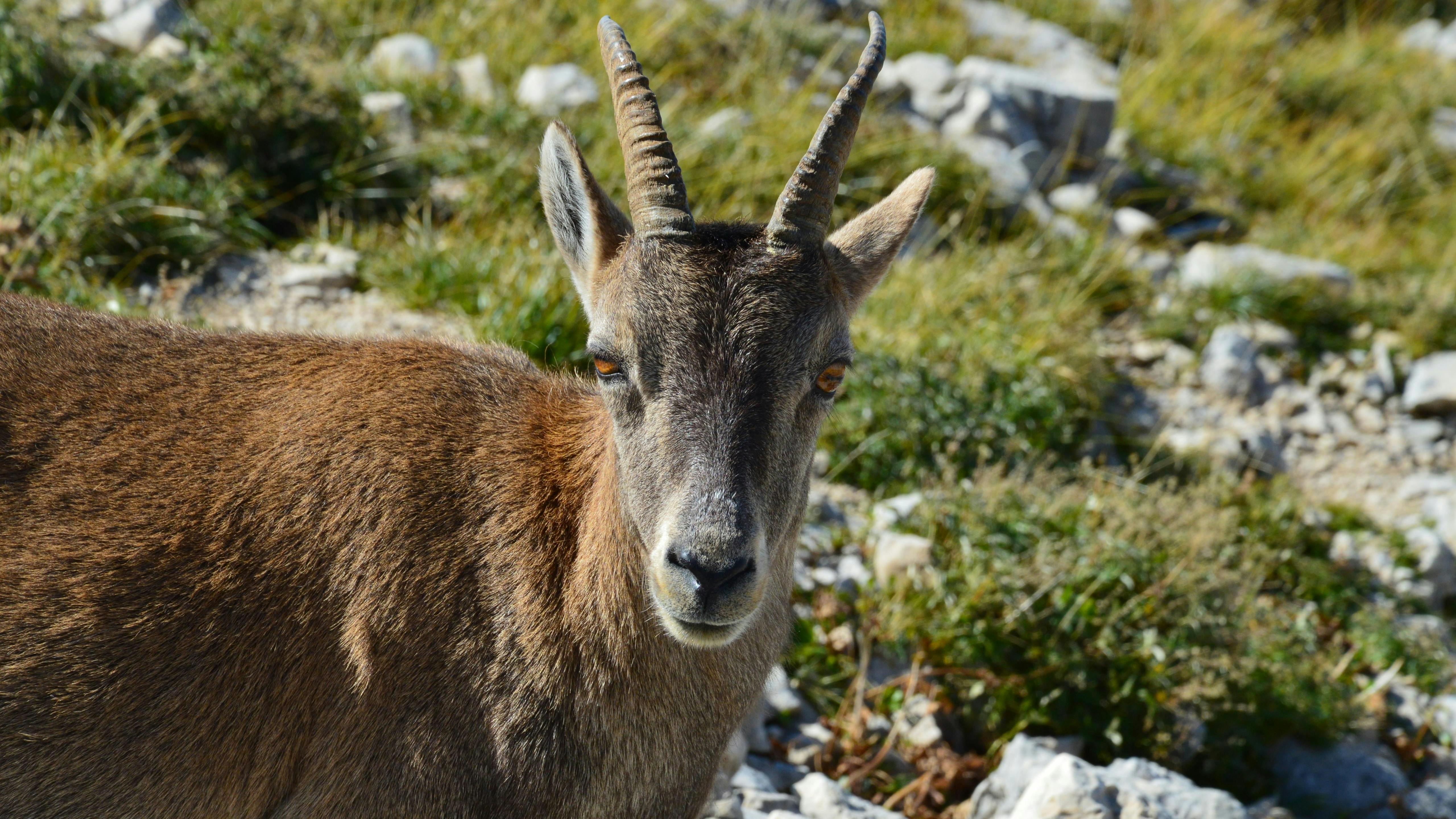 grátis íbex Alpino Selvagem Em Gresse En Vercors Foto profissional