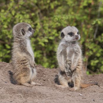 Bipedalism