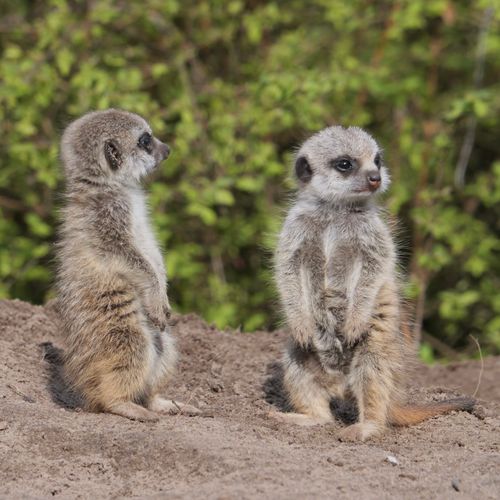 Free Two meerkats, Suricata suricatta, standing alert in their natural habitat, displaying curiosity. Stock Photo