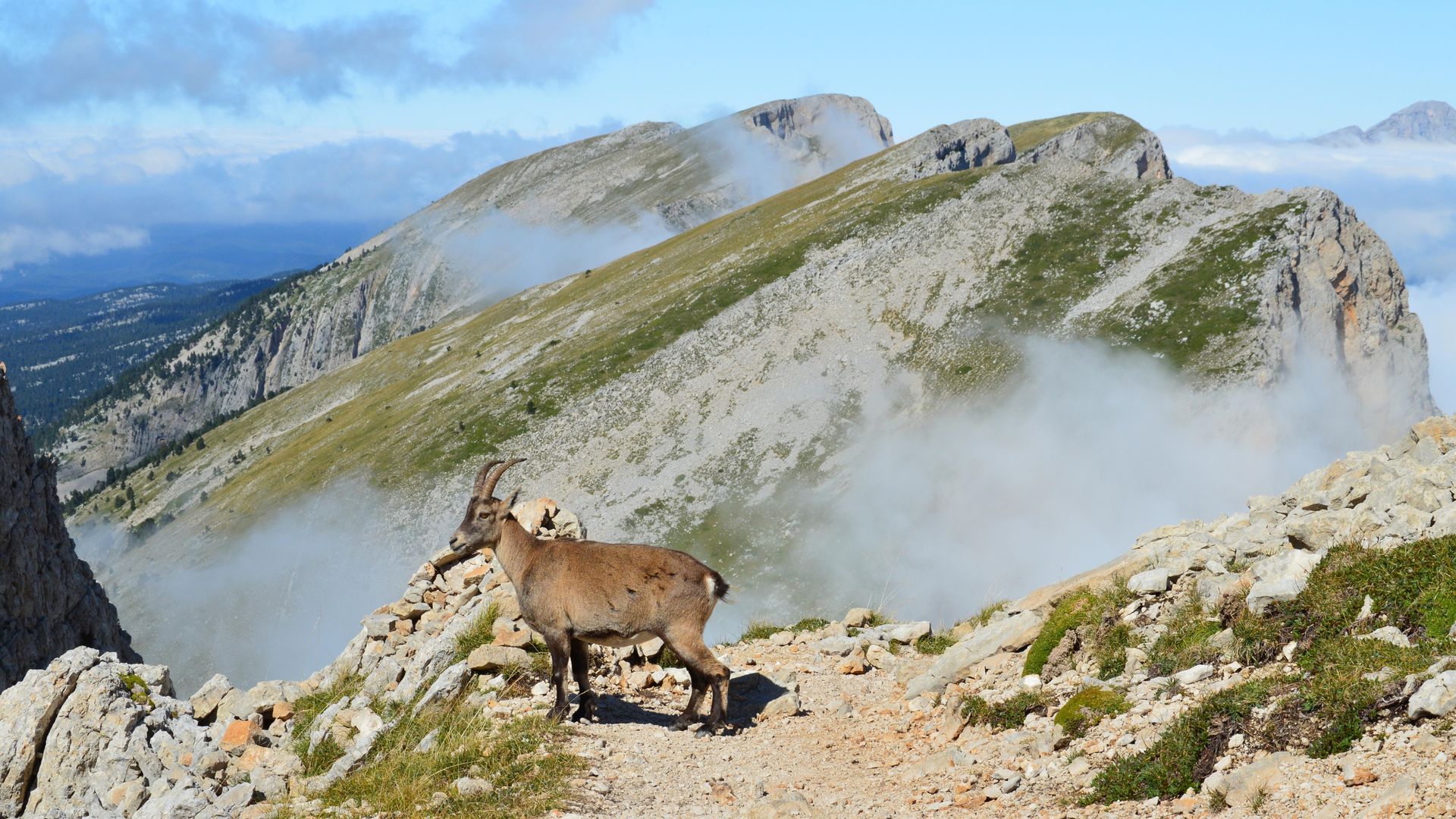 Bouquetin sur un rocher au-dessus d'une mer de nuages dans le Vercors