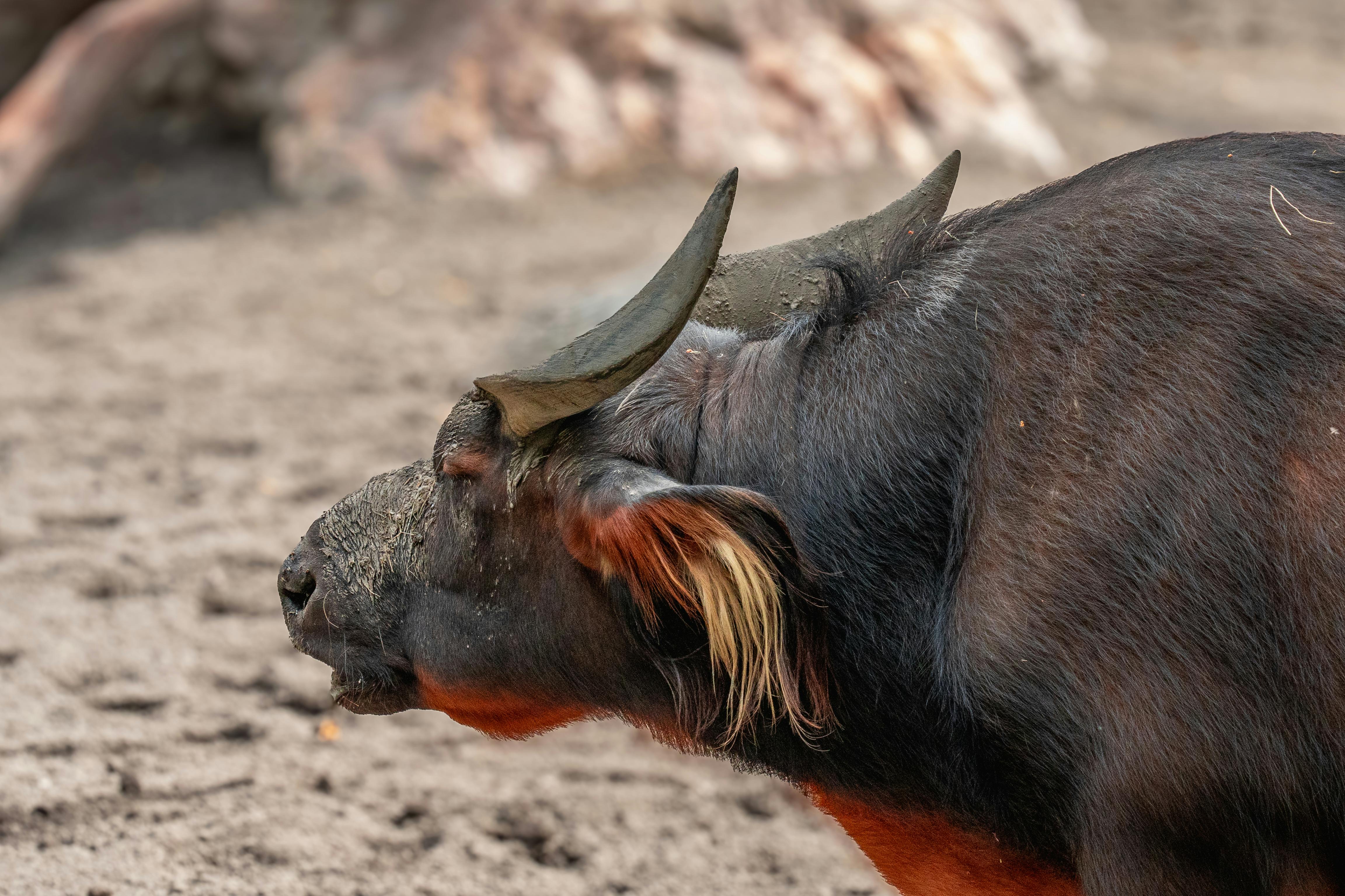 Gratuit Gros Plan D'un Buffle De Forêt Dans Son Habitat Naturel Photos