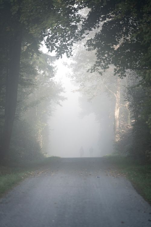 Free Two figures walking on a misty forest path, surrounded by tall trees and a serene atmosphere. Stock Photo