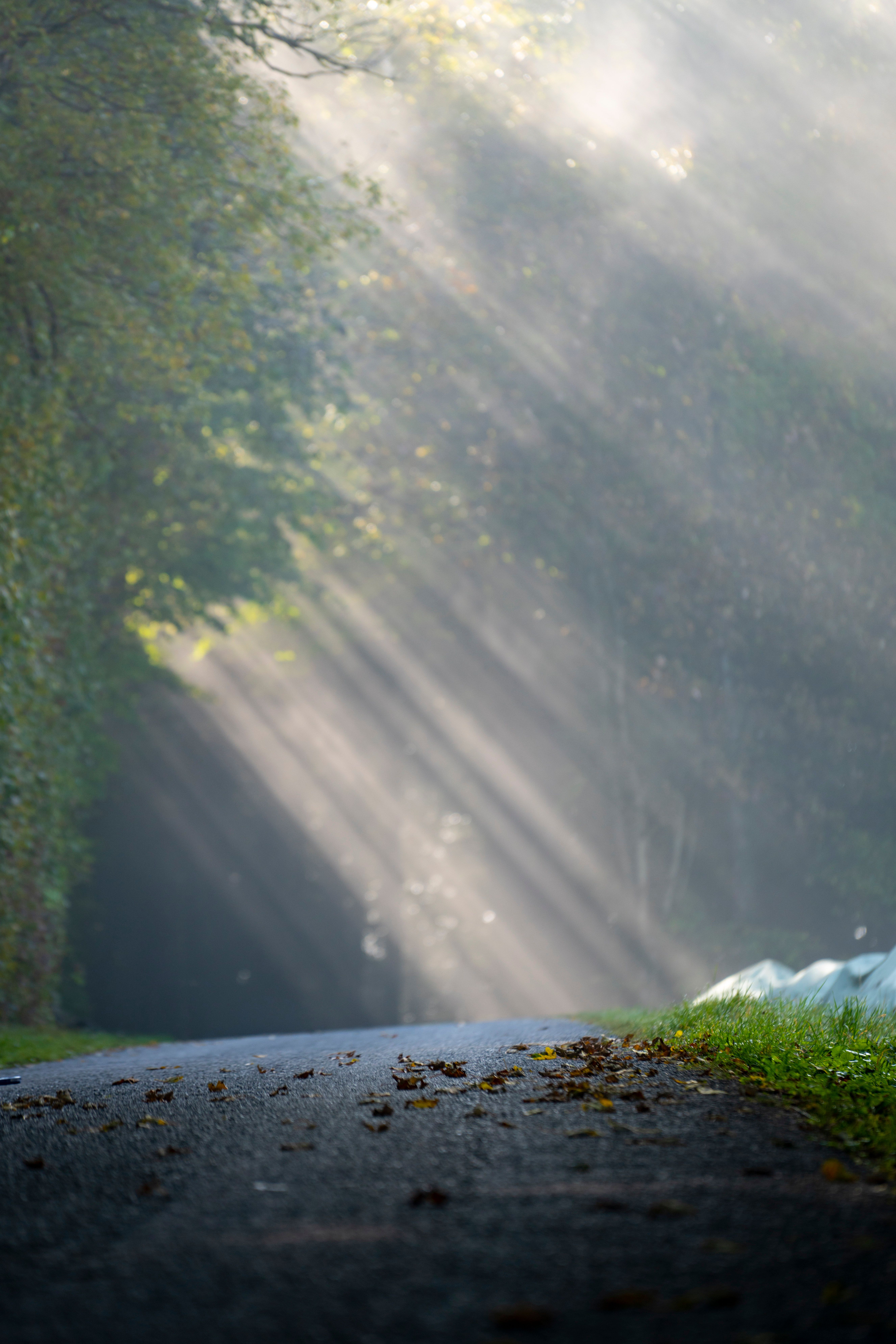 Fog in a pine forest, photo by Sergio Zhukov on Pexels