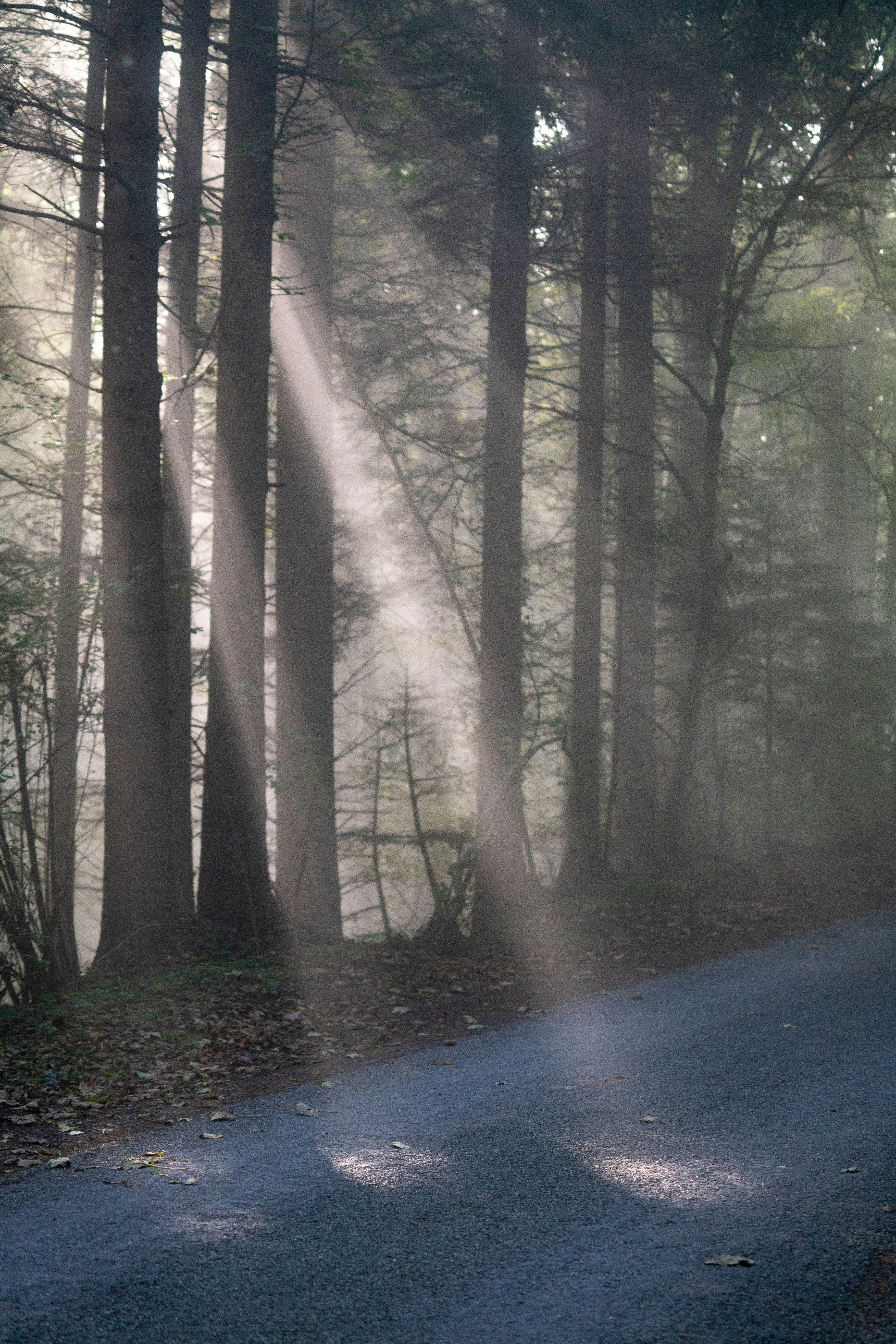 Sunbeams filtering through misty pine trees in a Swedish forest — the terrain Allemansrätten opens to every visitor