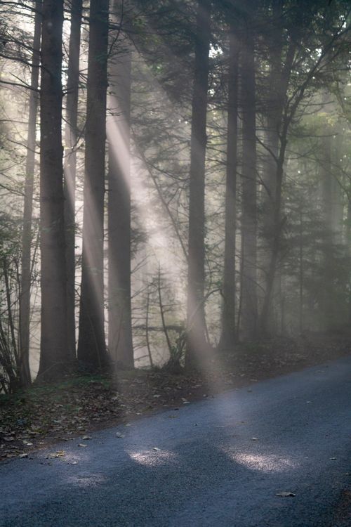 Free Tranquil forest scene with sunbeams filtering through mist, creating a serene atmosphere. Stock Photo