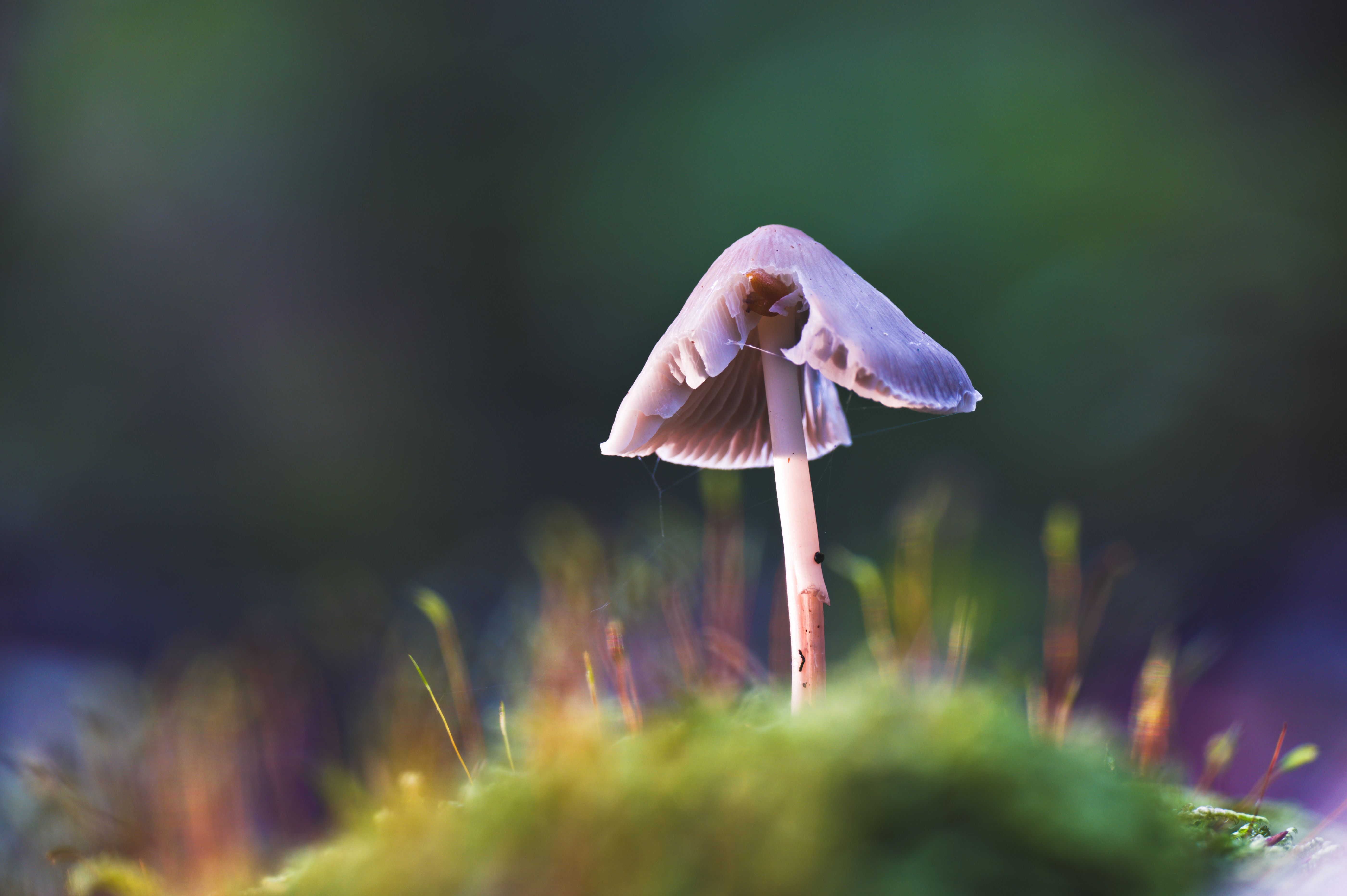 Psilocybin therapy shows potential as a treatment for anorexia nervosa in small trial