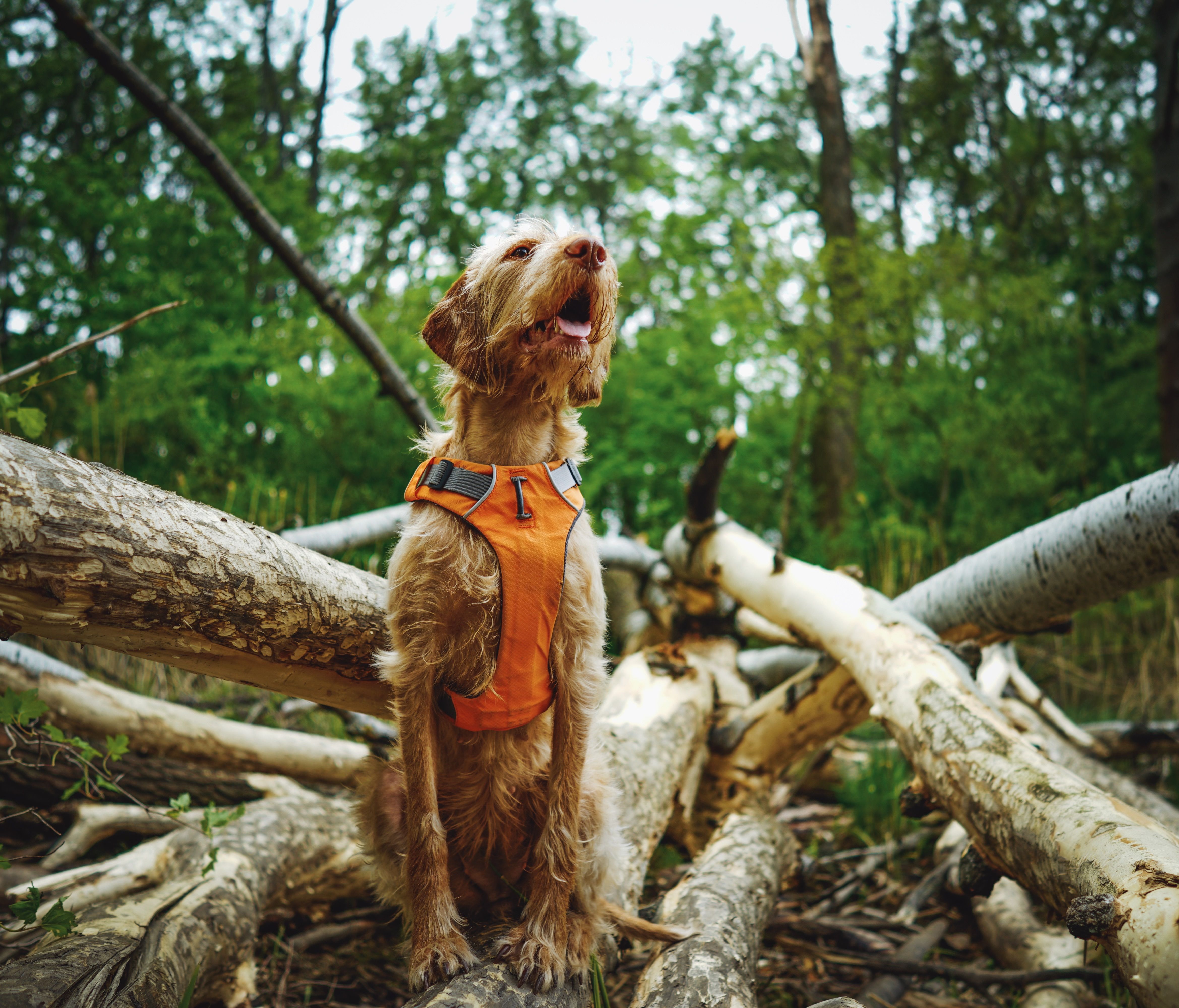 Hooray House Pets Launches Summer 2026 Pet Lifestyle Collection Exclusively at Target — Photo by Andreas Schnabl on Pexels