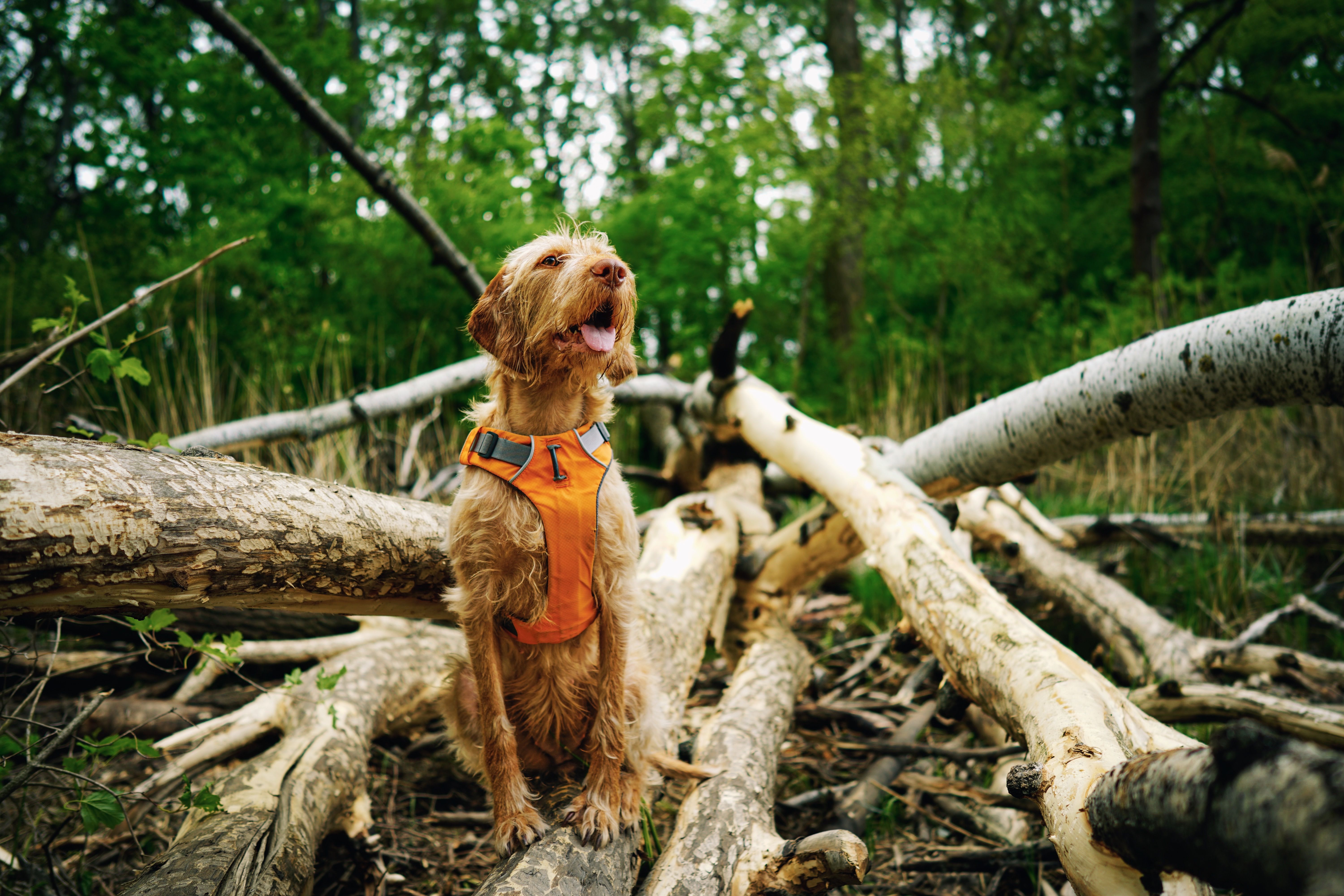 Dog-Friendly Vacation Rentals Near Stratton Mountain, Vermont