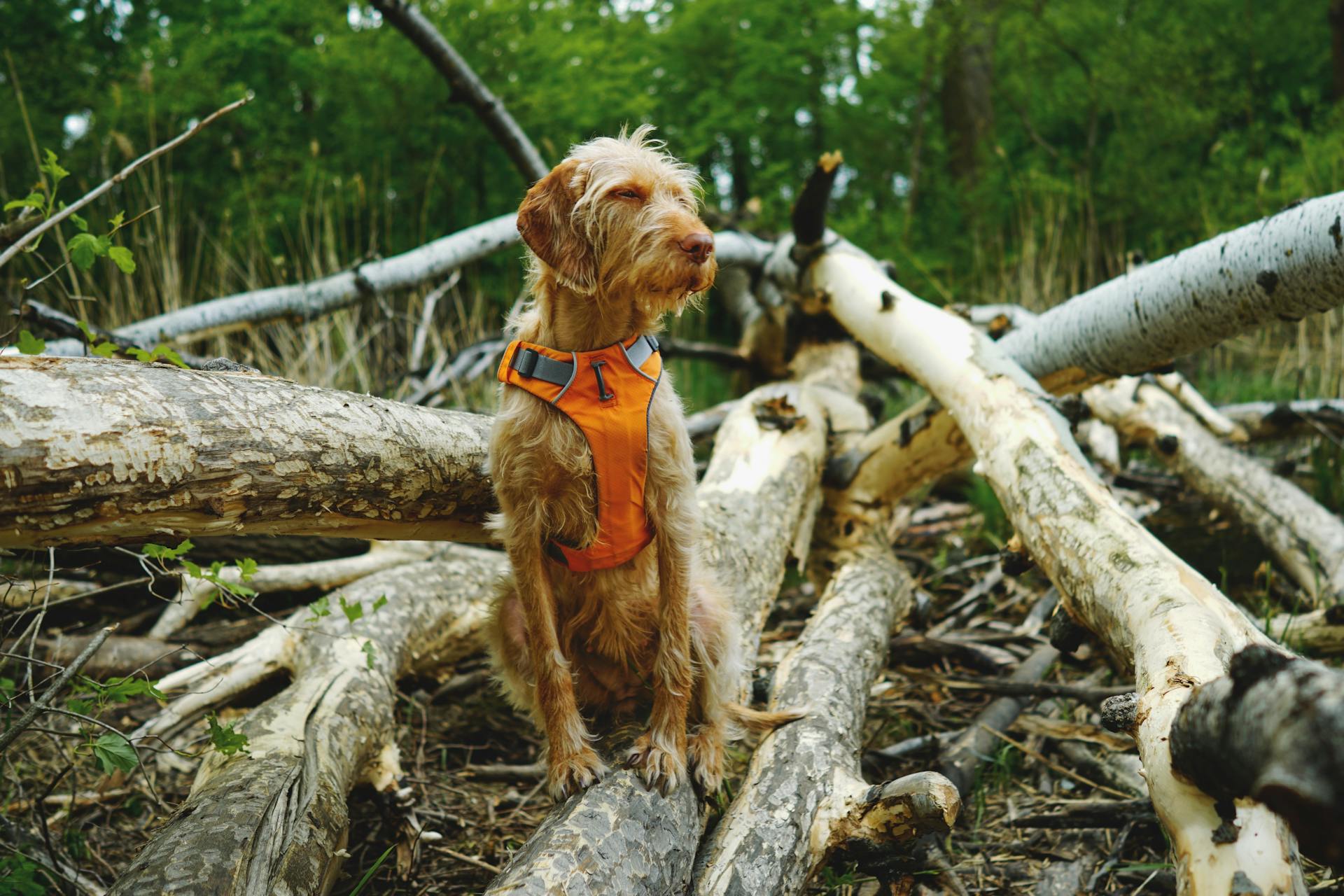 Dog in Bright Orange Vest on Fallen Logs Outdoors