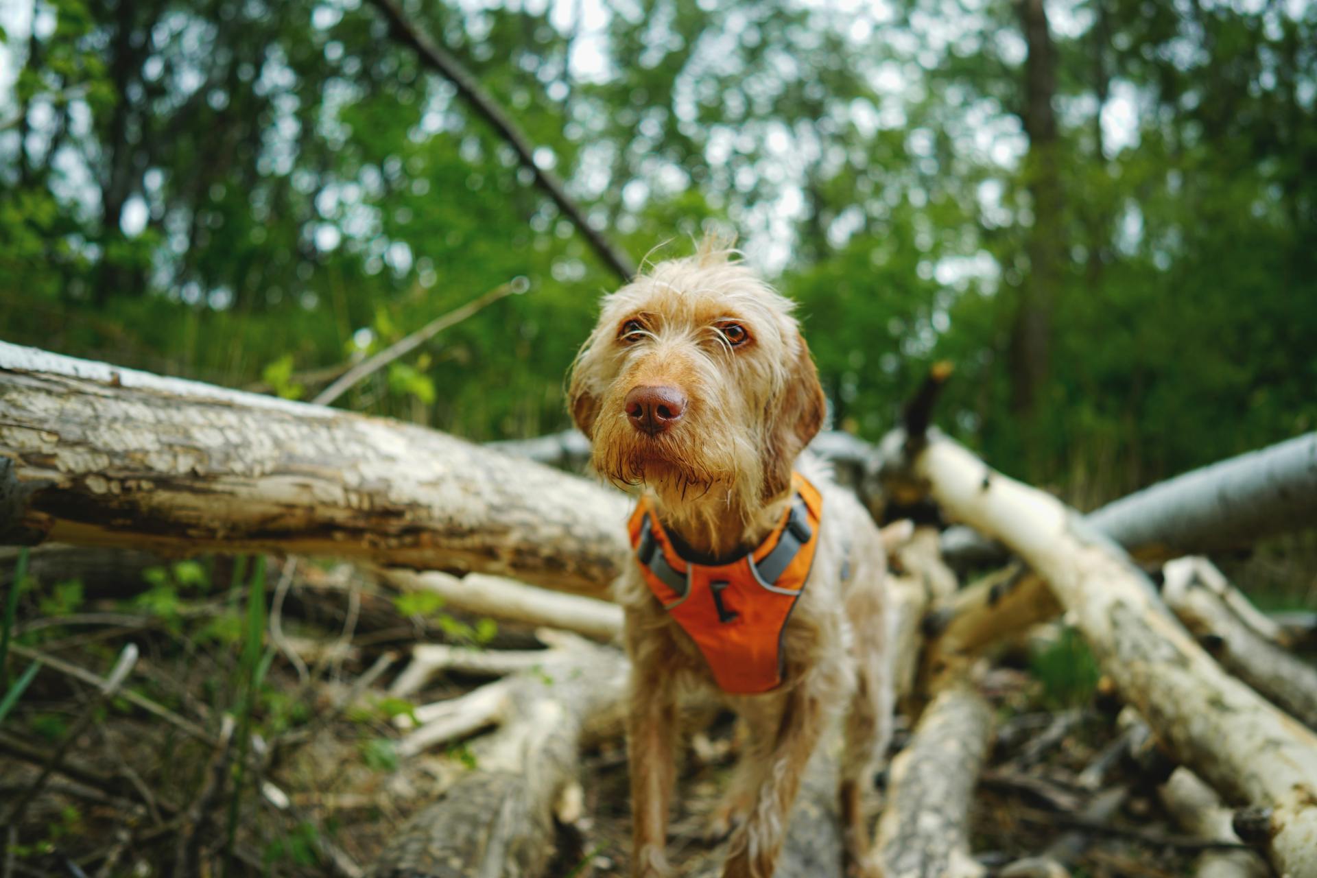 Wirehaired Dog Exploring Forest Adventure