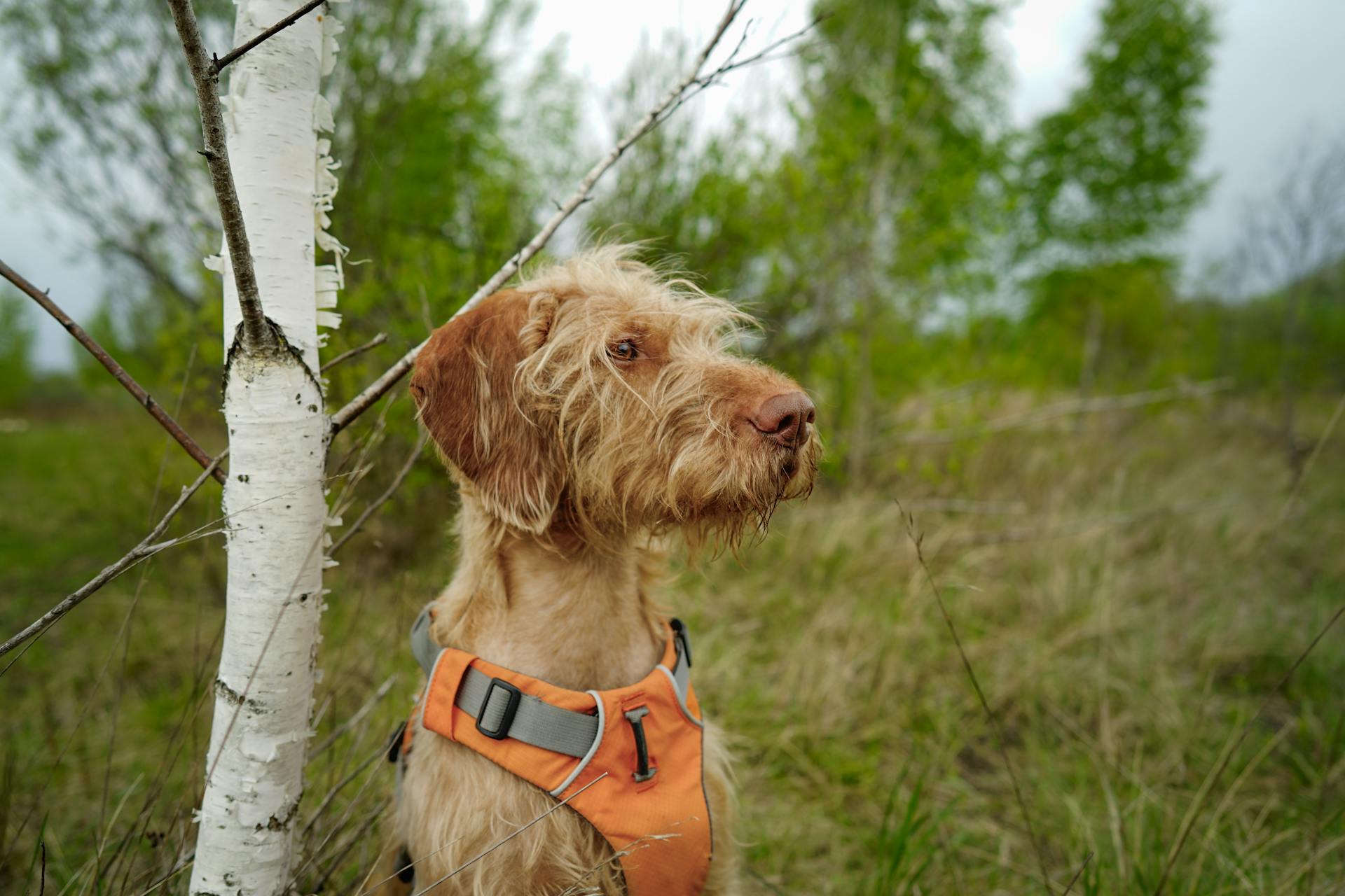 Wiry-Haired Dog in Forest with Safety Vest