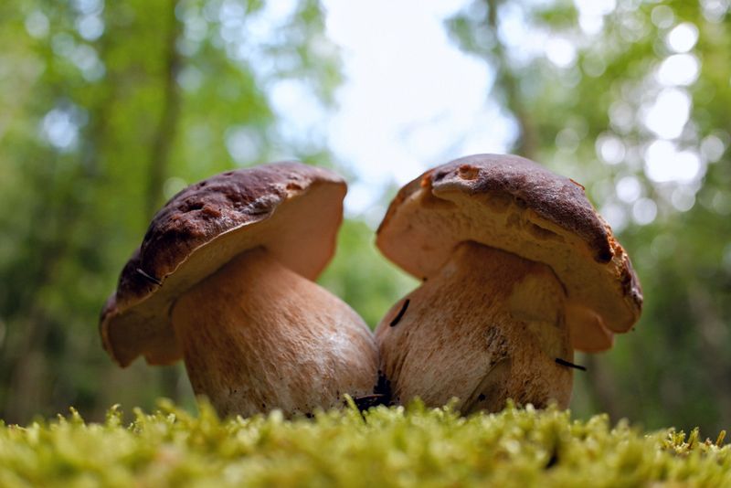 Two porcini mushrooms growing on moss in a lush green forest setting. Natural and vibrant.