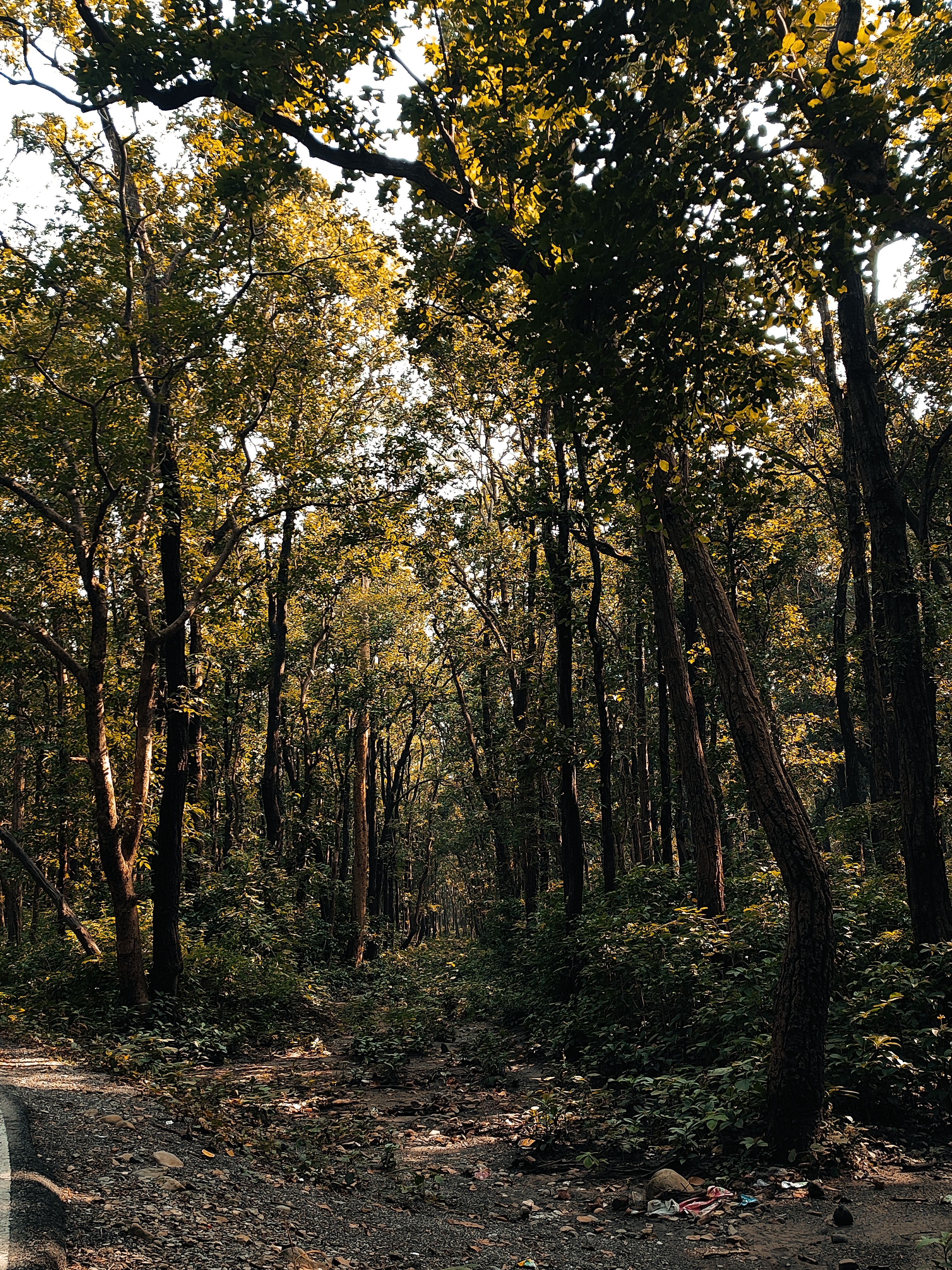 Serene Forest Pathway in Dehradun, India · Free Stock Photo