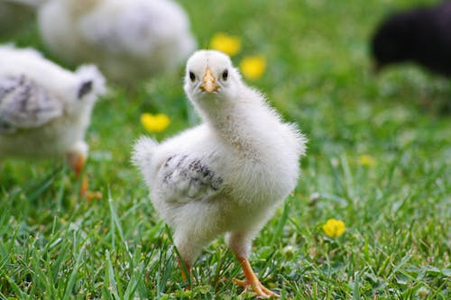 Poussin Blanc Sur L'herbe