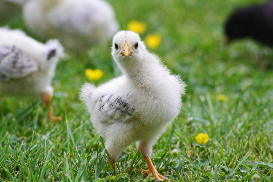 White Chick on Grass