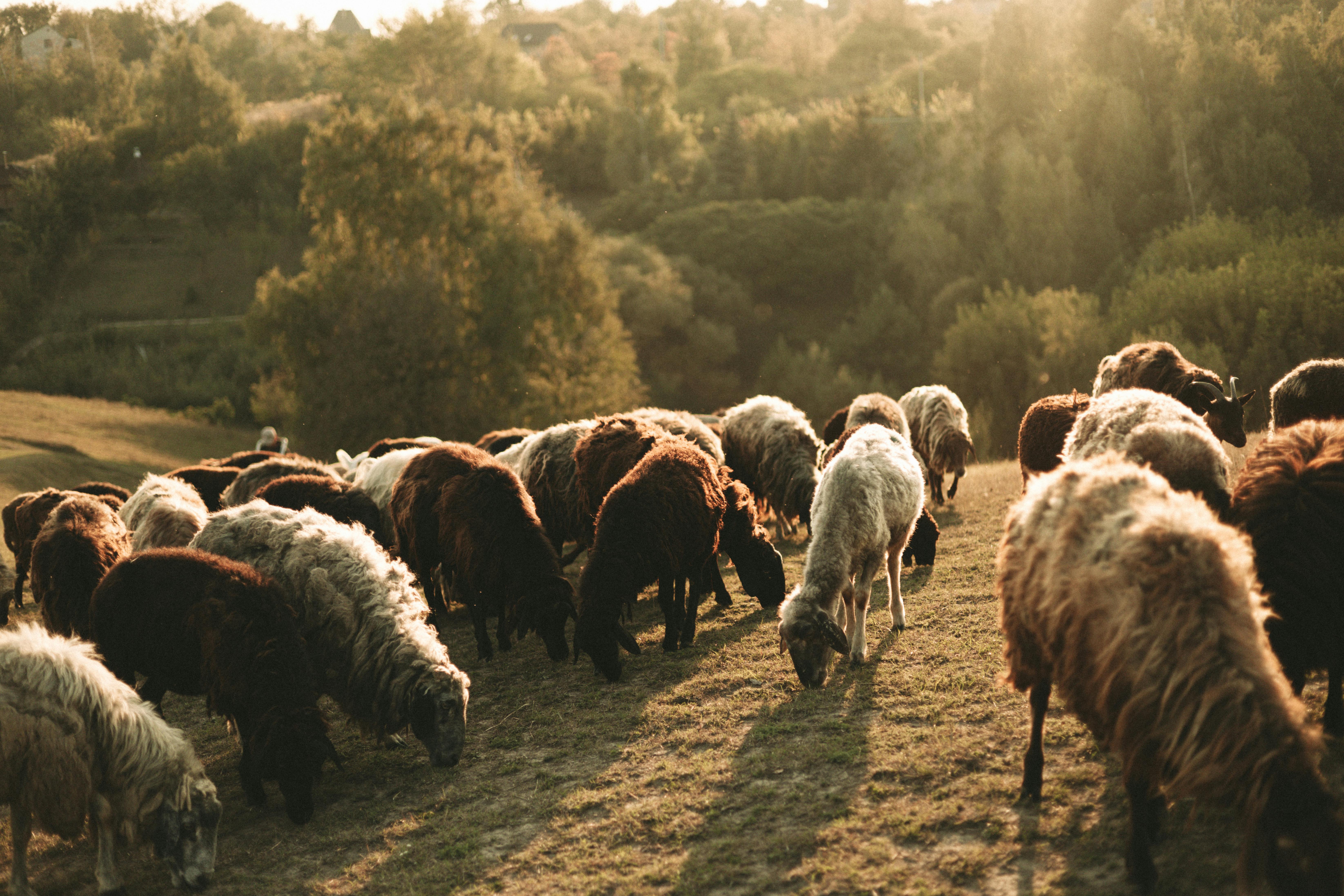Flock launches haulage fleet insurance backed by Admiral — Photo by Oleskandra Biliak on Pexels