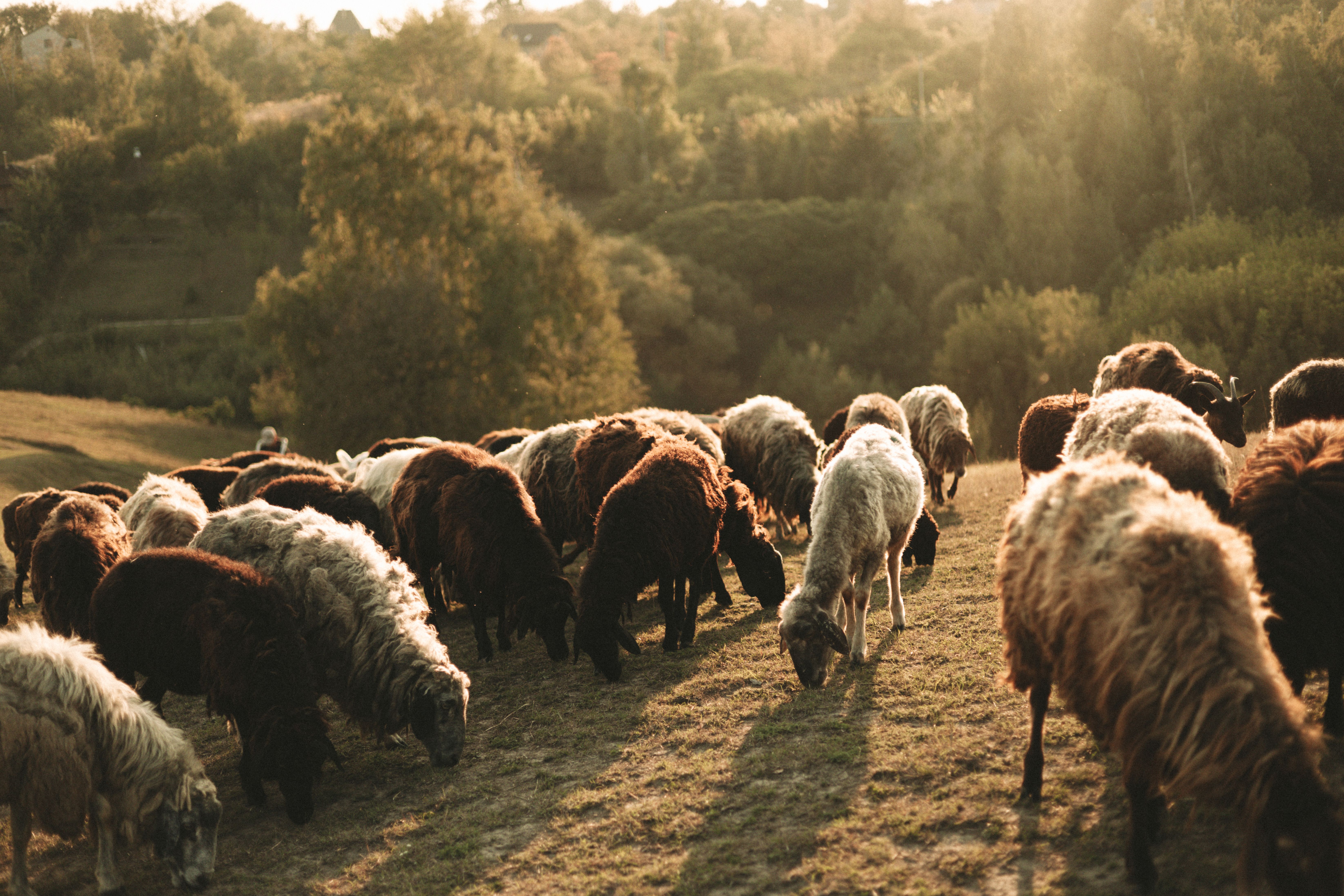 Flock of Sheep Grazing on Sunny Hill Landscape · Free Stock Photo