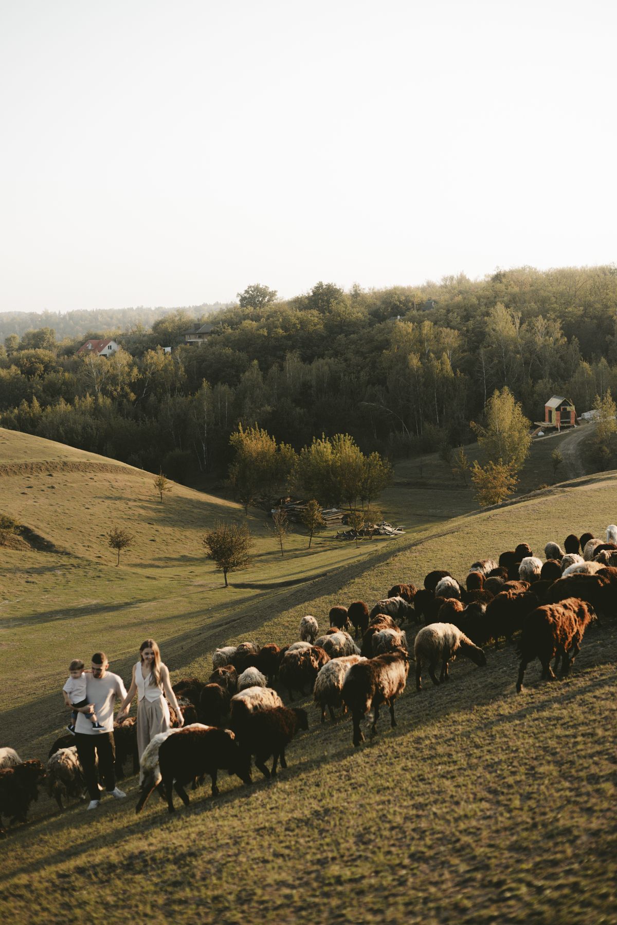 Flock Of Shep In Field Photos, Download The BEST Free