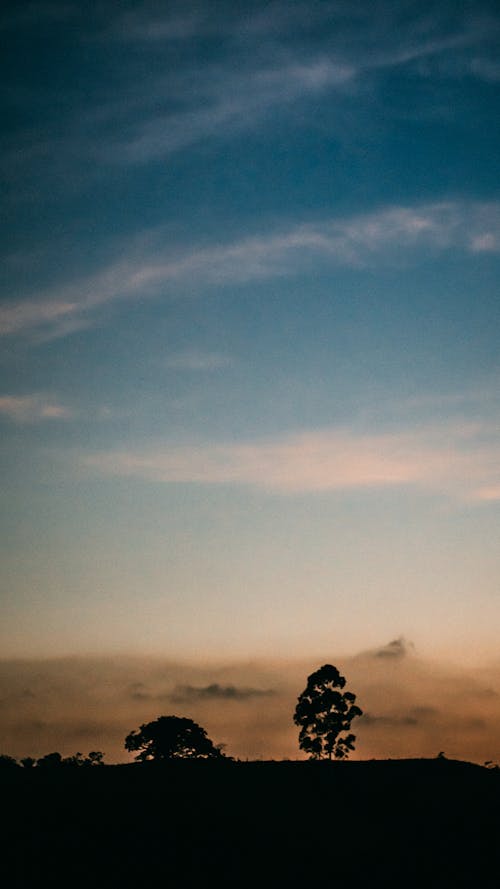 Siluet Pohon Di Bawah Langit Biru