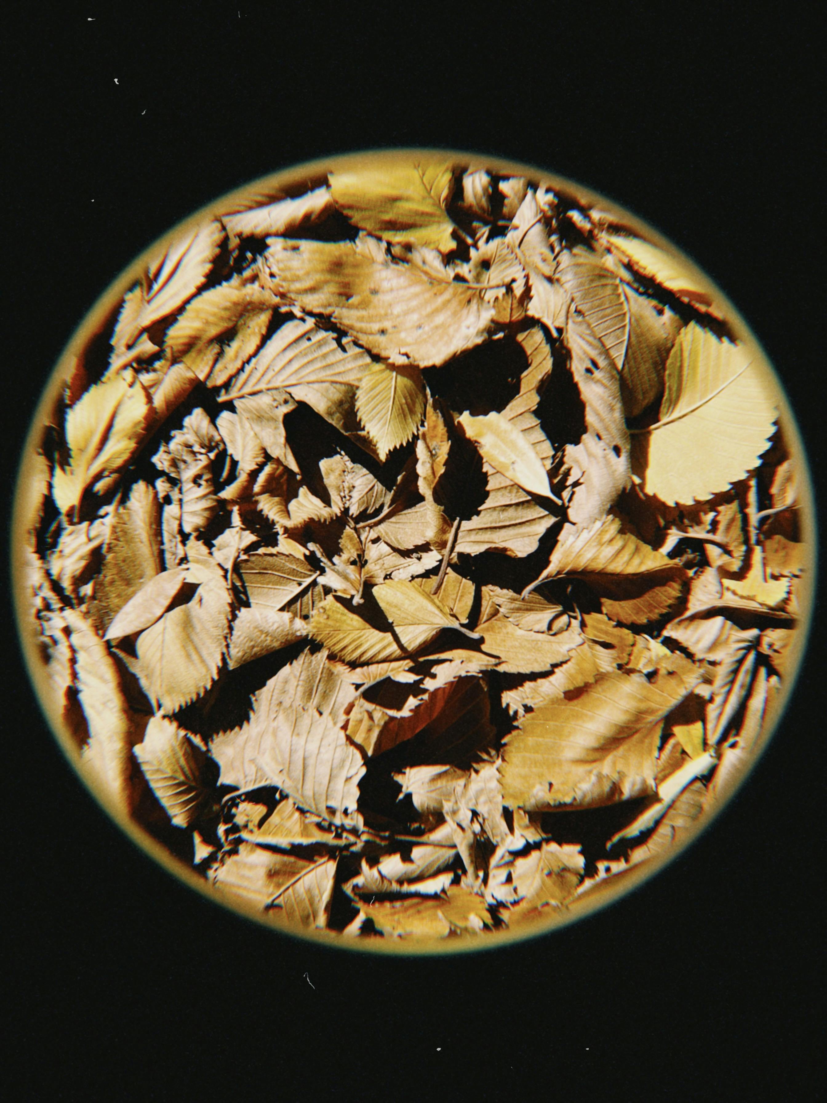 Fish-eye shot of dried autumn leaves in Talgar, Kazakhstan, showcasing fall textures.