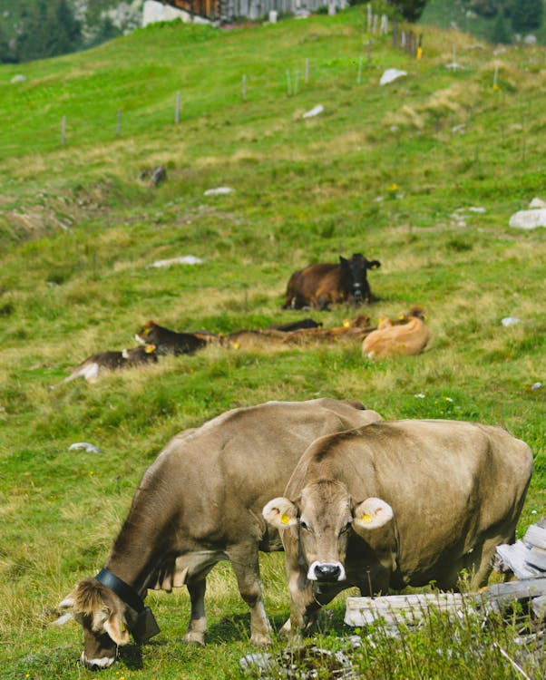 Brown Cattles