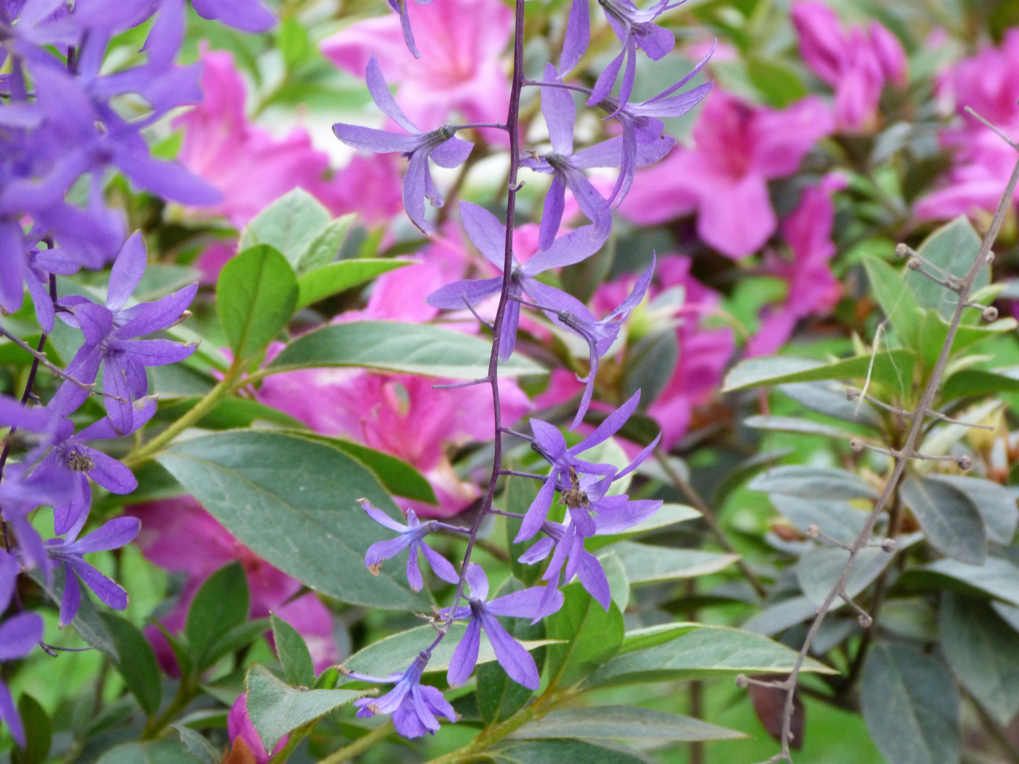 Free stock photo of flowers, garden, green