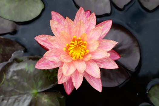 Close-up of a vibrant pink lotus flower with yellow center in a pond in Rishikesh, India.