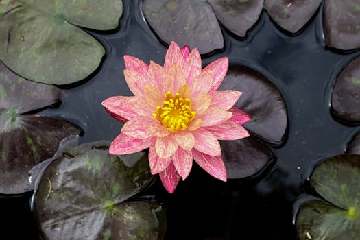 Serene pink lotus flower blooming in a pond surrounded by lotus leaves in Rishikesh, India.