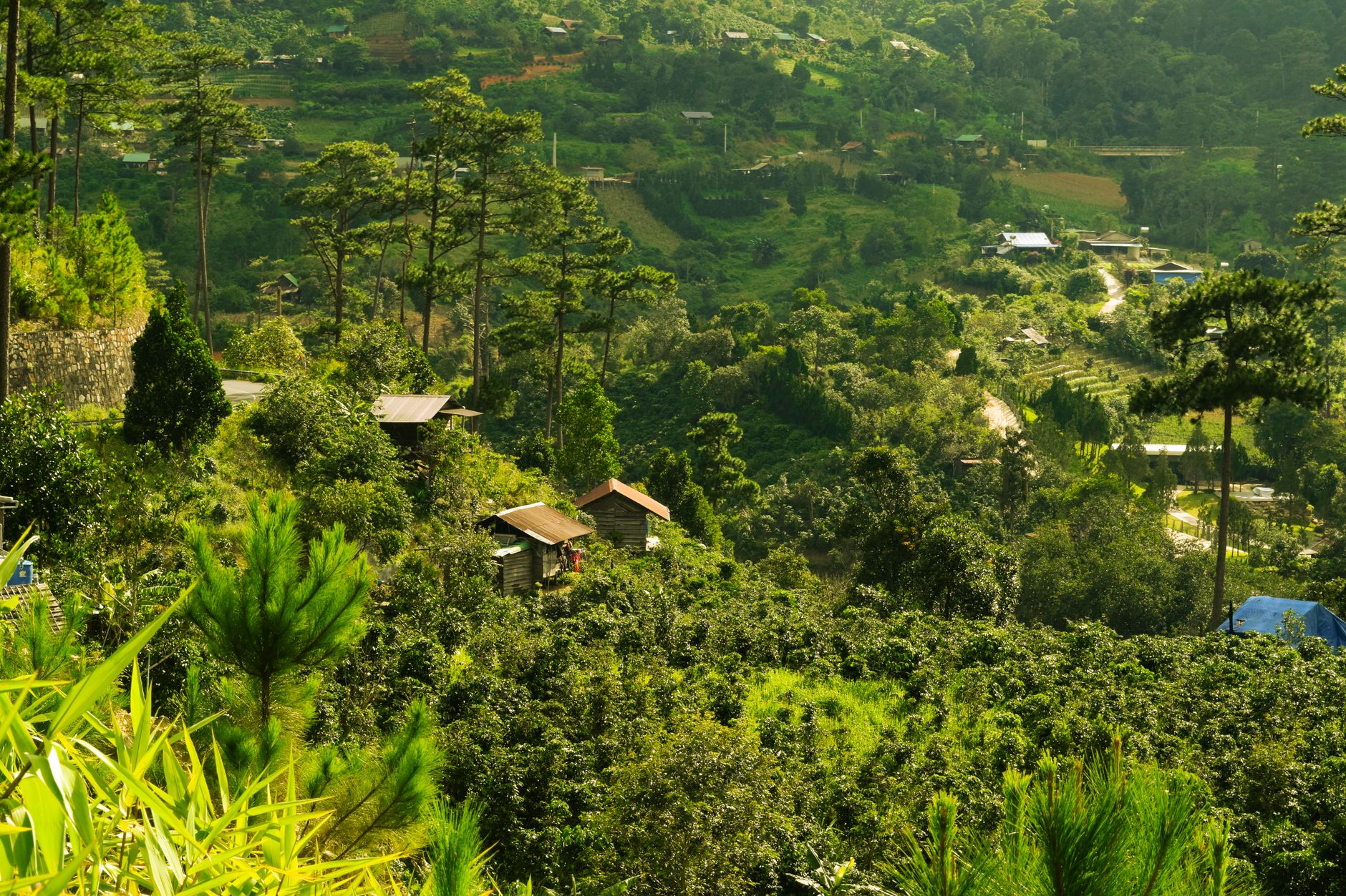 Beautiful landscape in Đà Lạt, showcasing green hills and dense vegetation under a bright sky.