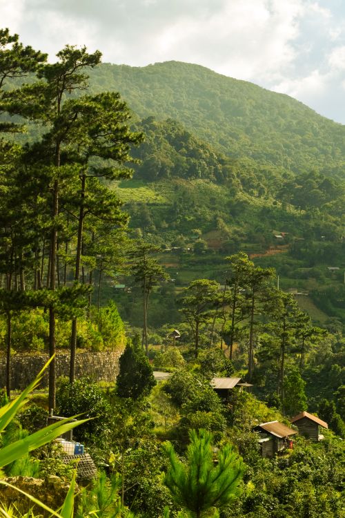 Free Scenic view of Đà Lạt's lush pine forest and mountain landscape. Stock Photo