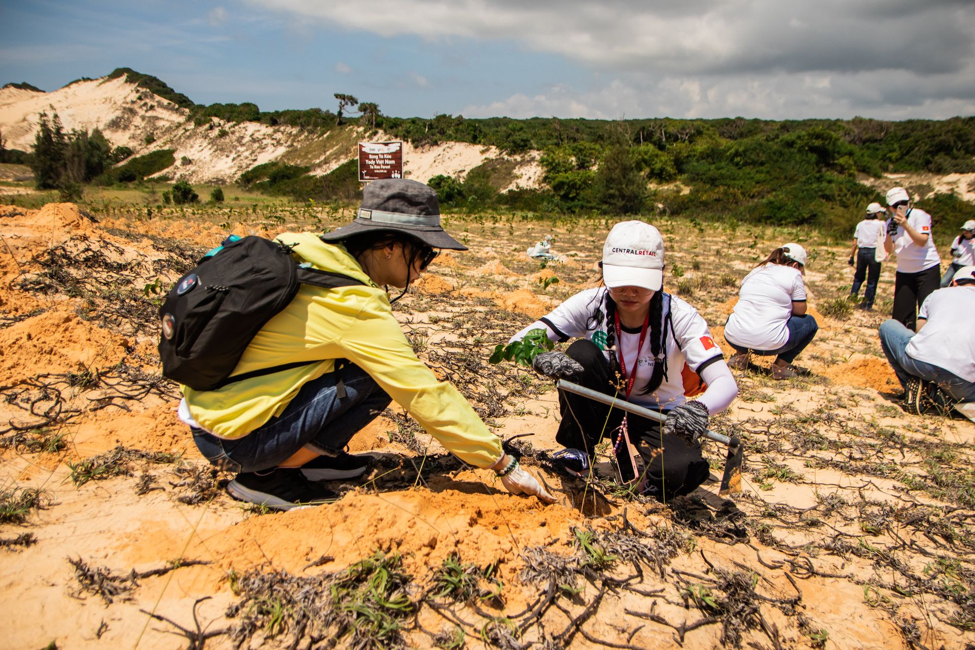 A group of volunteers planting trees in the sandy dunes of Phan Thiết, Vietnam.