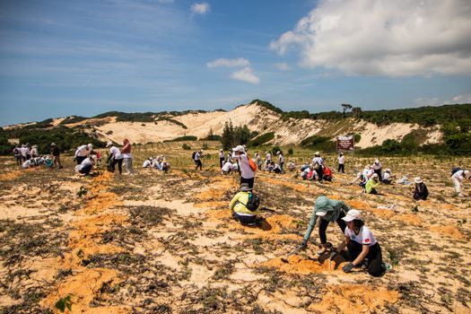 Volunteers plant trees in Phan Thiết sand dunes to combat desertification and restore ecosystems.