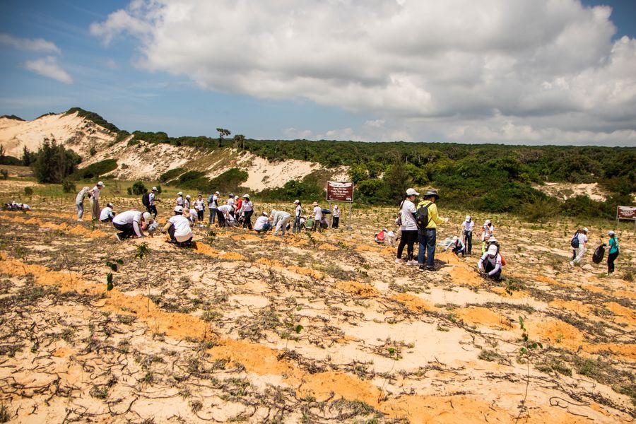 A large group of Creek Steward volunteers planting saplings together on a restored slope