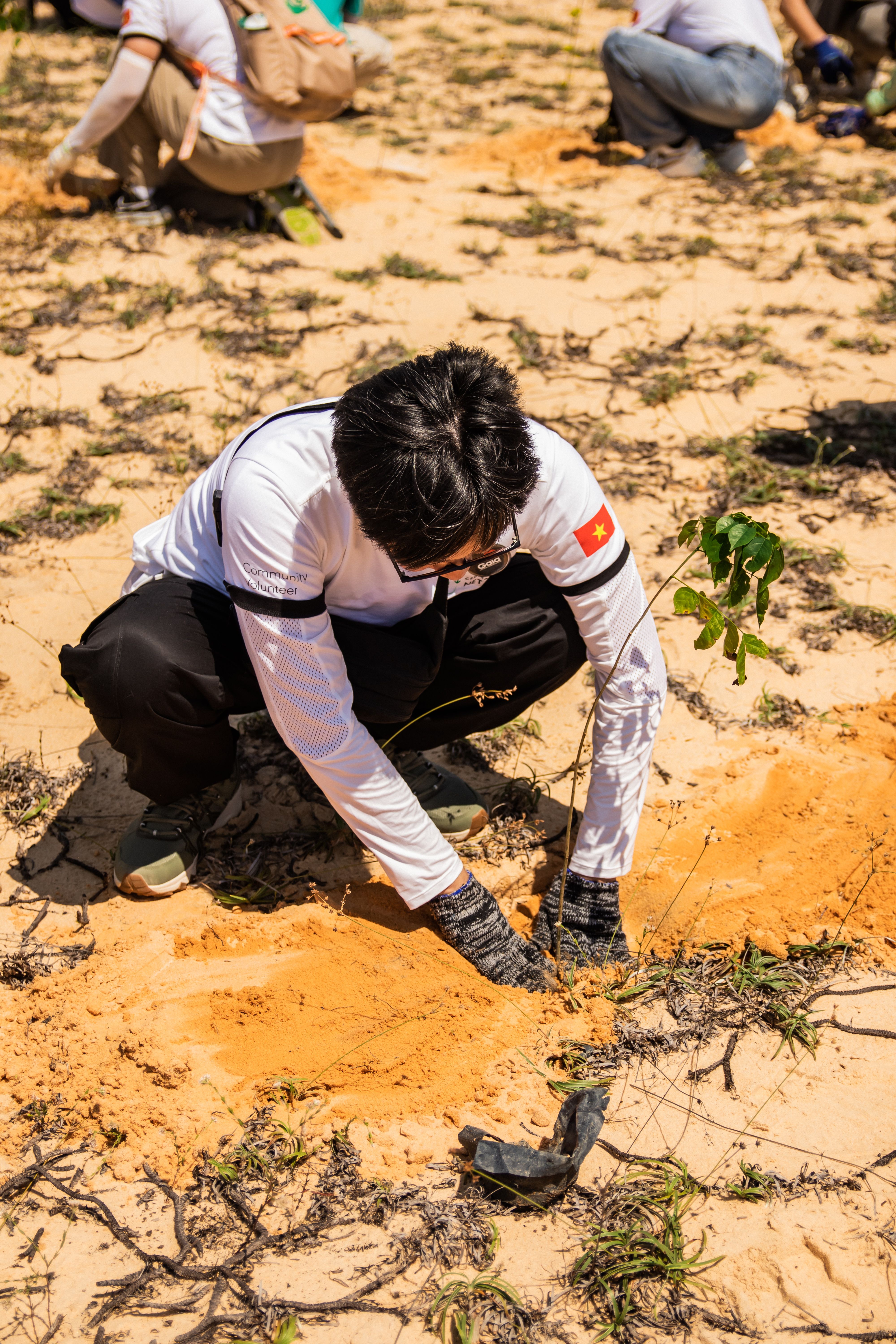 Volunteer Planting Trees in Phan Thiết, Vietnam · Free Stock Photo