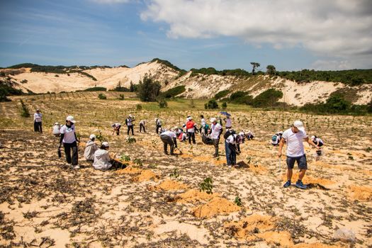 Group of volunteers planting trees in the sandy landscape of Phan Thiết under a sunny sky.