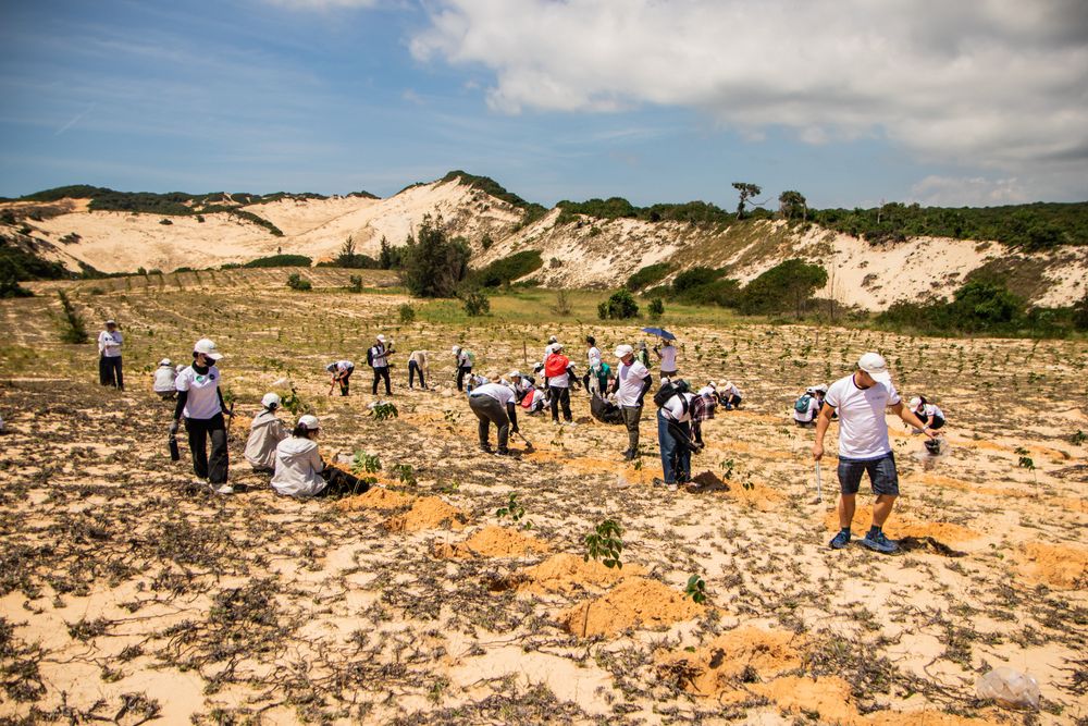 Volunteers planting trees