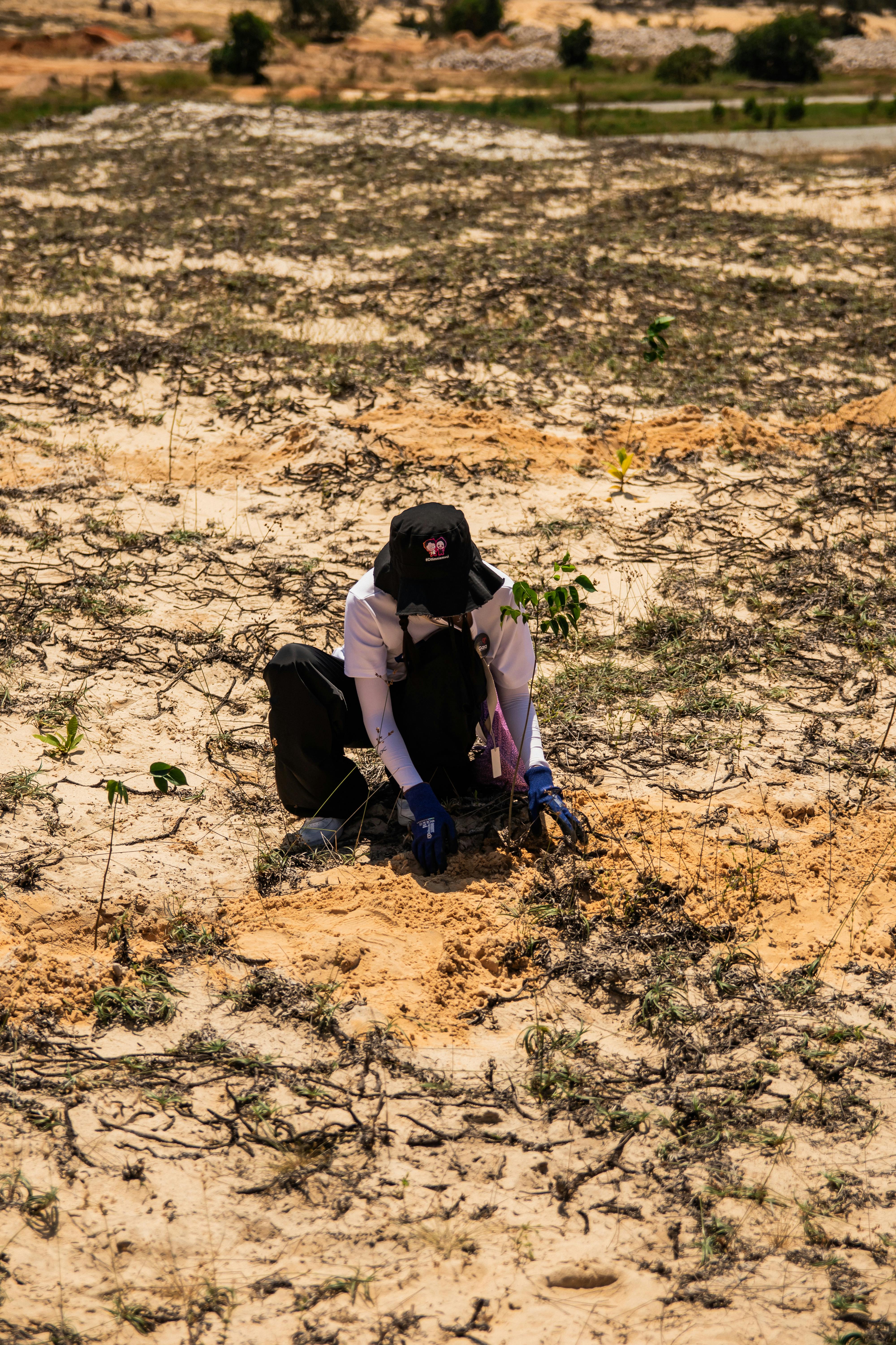 A person planting a tree sapling in the sandy terrain of Phan Thiết, Việt Nam.