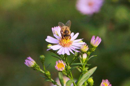 Free Closeup of a honeybee pollinating a purple wildflower, showcasing nature's symbiosis in detail. Stock Photo