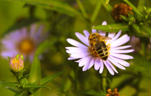 Free A close-up of a honeybee pollinating a vibrant purple aster flower with lush green leaves. Stock Photo