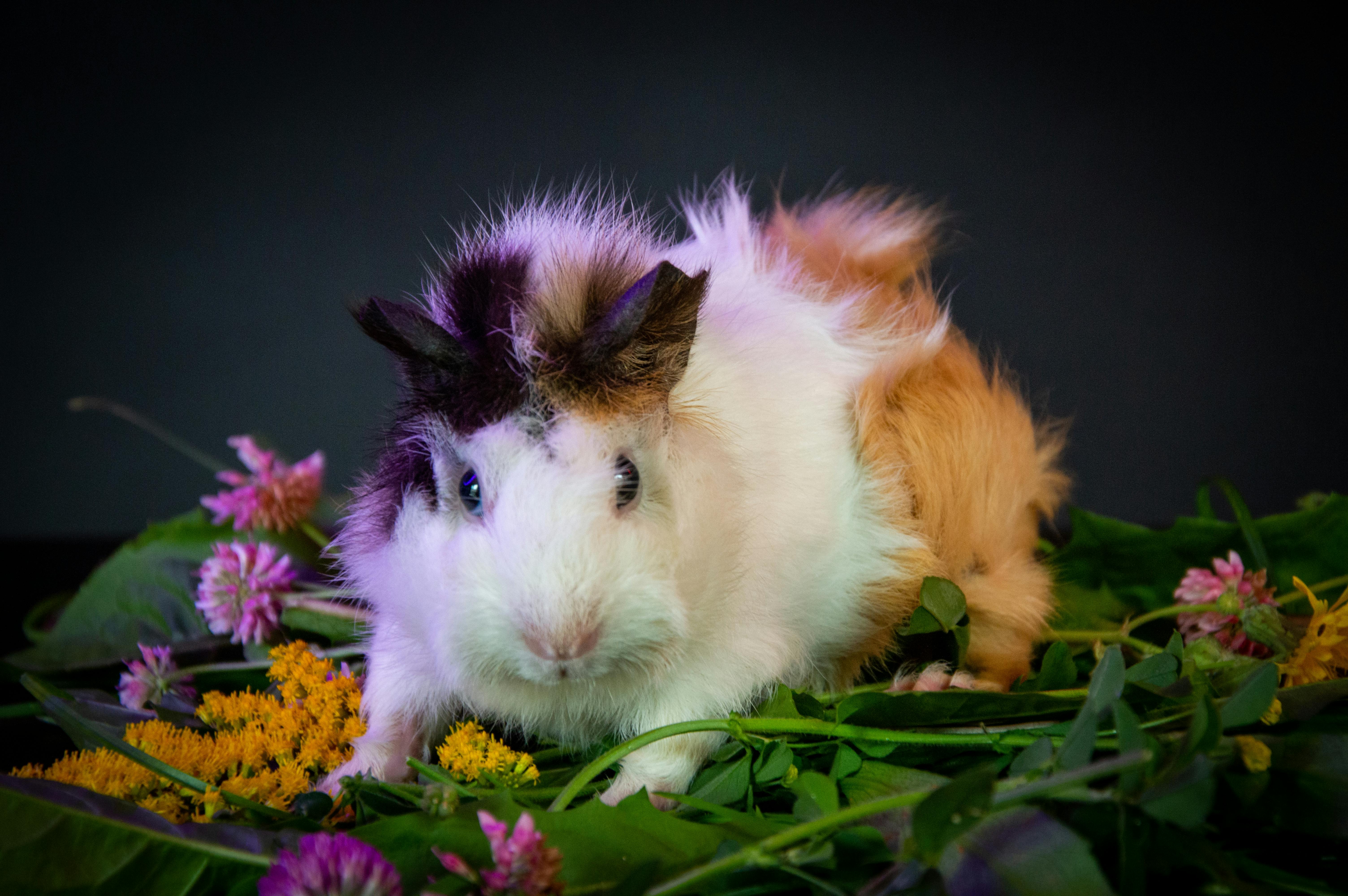 NIH funds brain PET imaging technology — Photo by Vika Glitter on Pexels