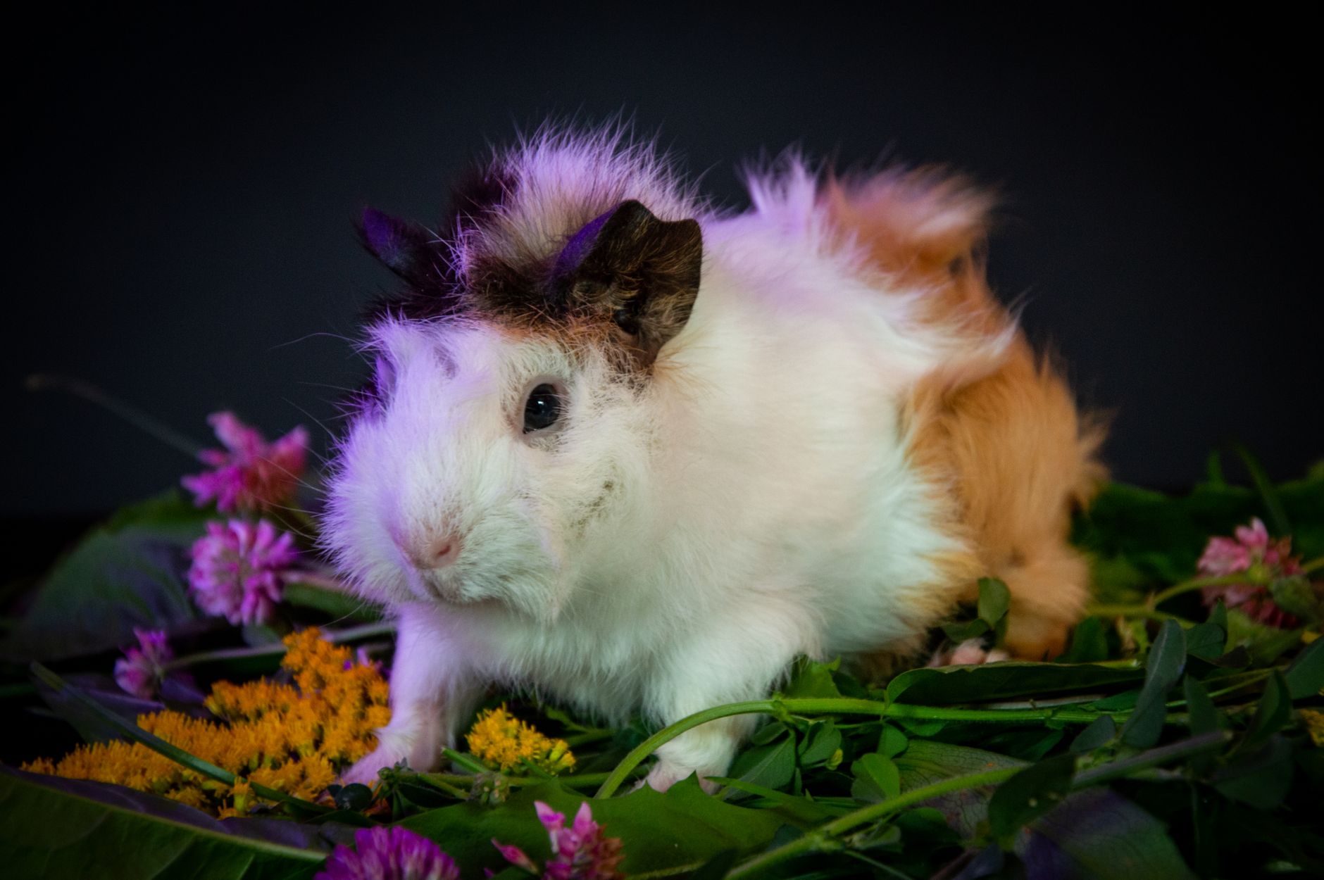 Veterinary care for a guinea pig