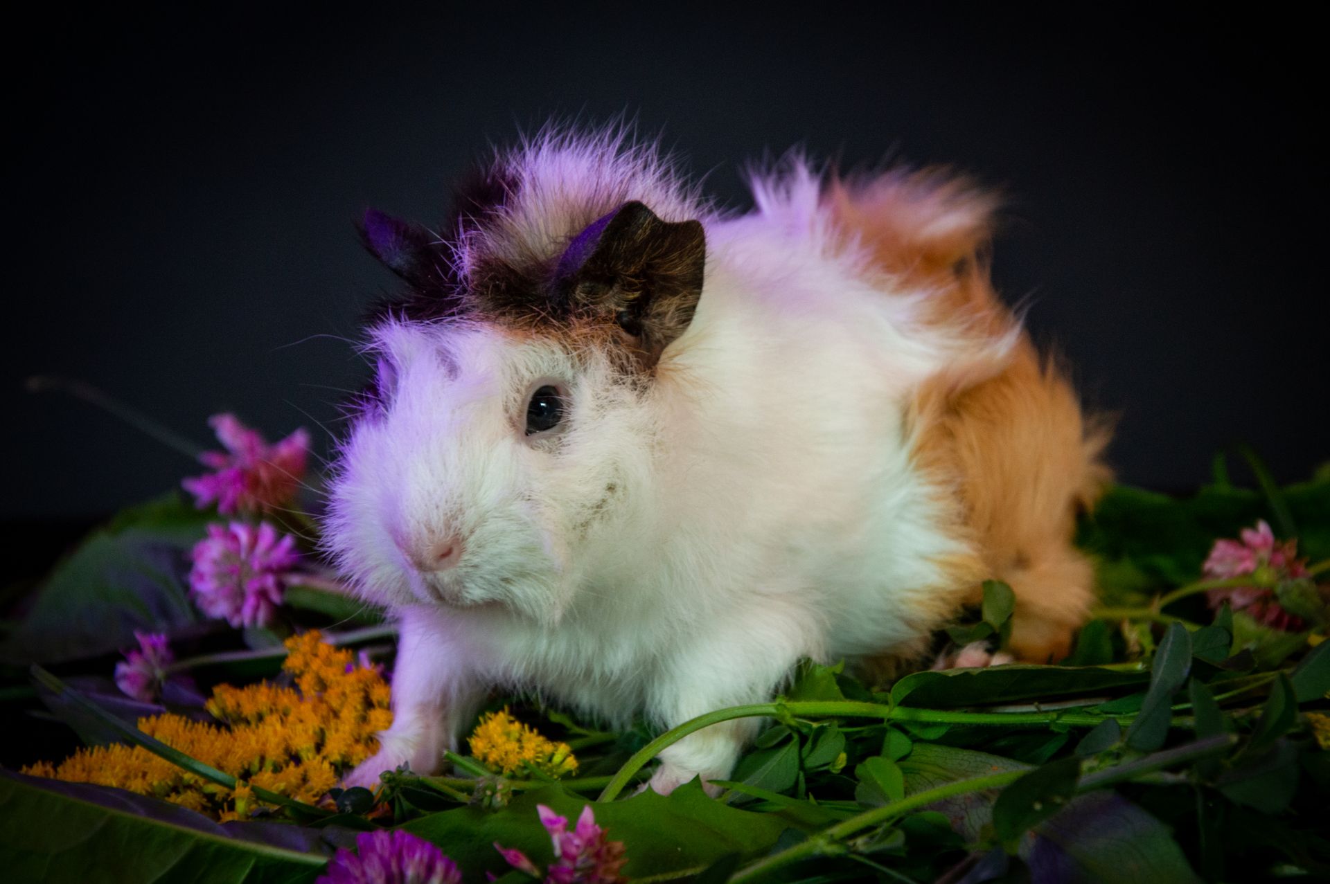 Cute Guinea Pig Among Colorful Flowers