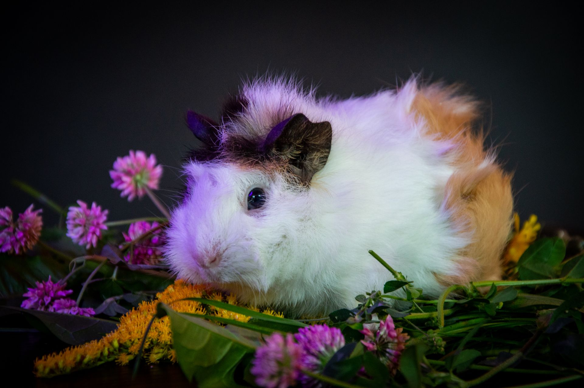 Adorable Guinea Pig Amidst Colorful Flowers