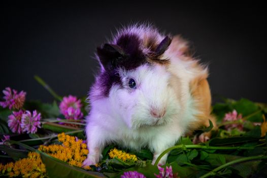 hamster photo