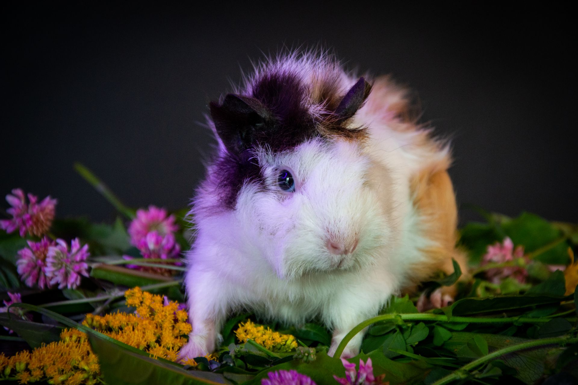 Guinea Pig Among Vibrant Wildflowers