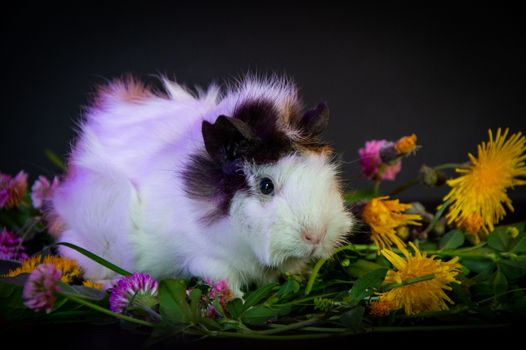 Adorable guinea pig resting among colorful flowers on a dark background.