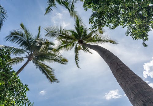 하얀 하늘 아래 녹색 잎이 많은 코코넛 나무의 로우 앵글 사진