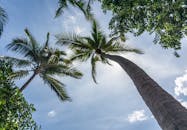 低角度望去，郁郁葱葱的棕榈树一直延伸到清澈的蓝色热带天空