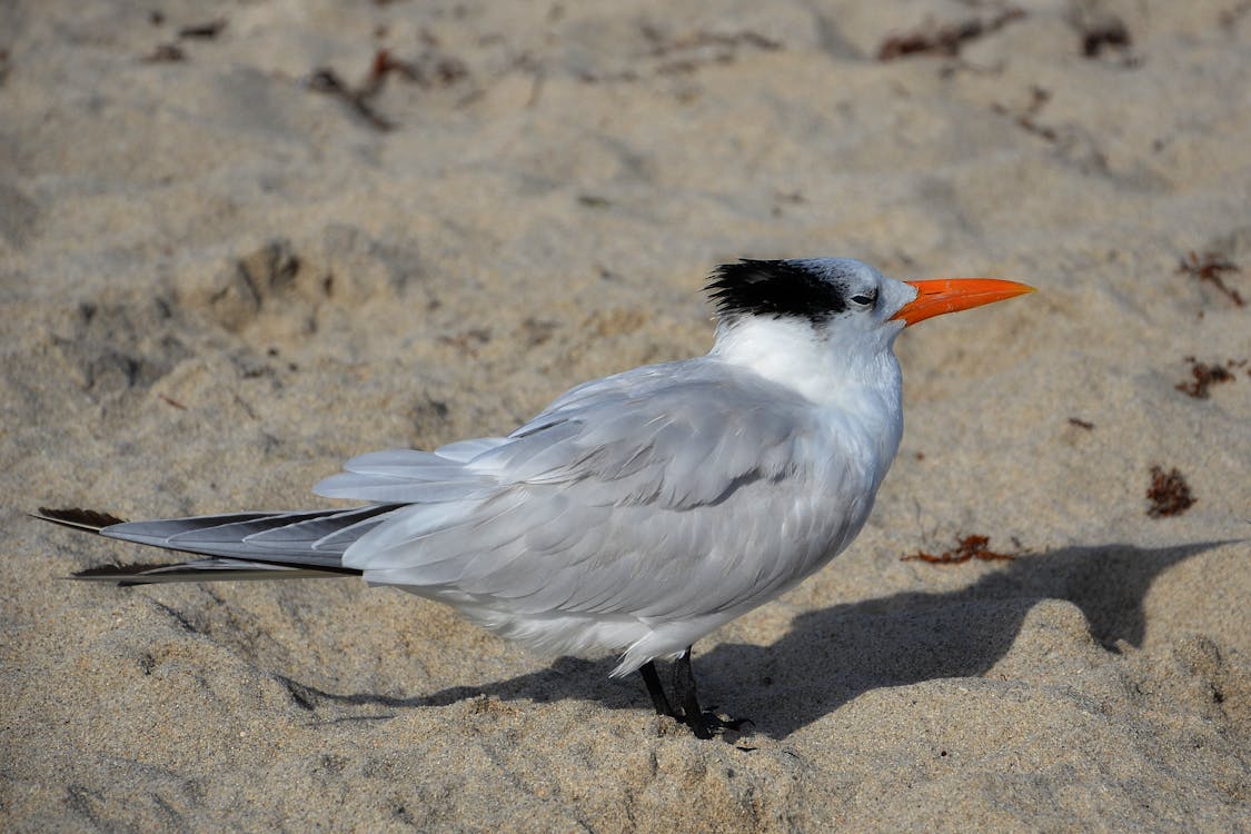免費 白色長喙鳥站在沙灘上 圖庫相片